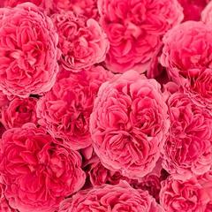 紅芭